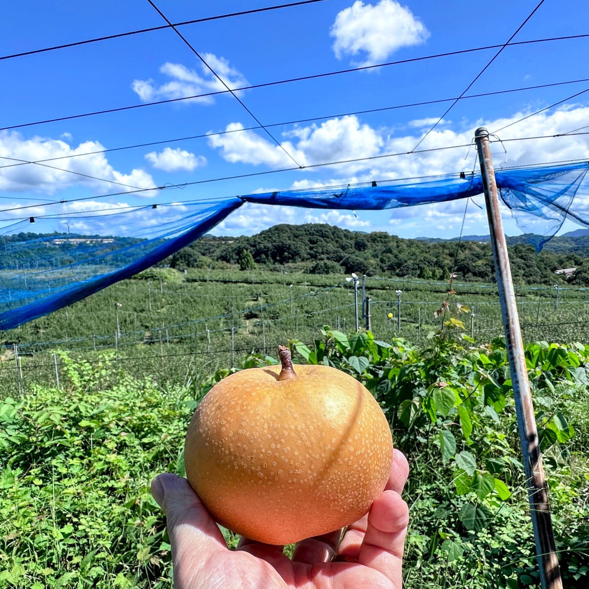 世羅町大豊農園、大盛況の梨狩りイベント！150名超が参加 - BTA深穴
